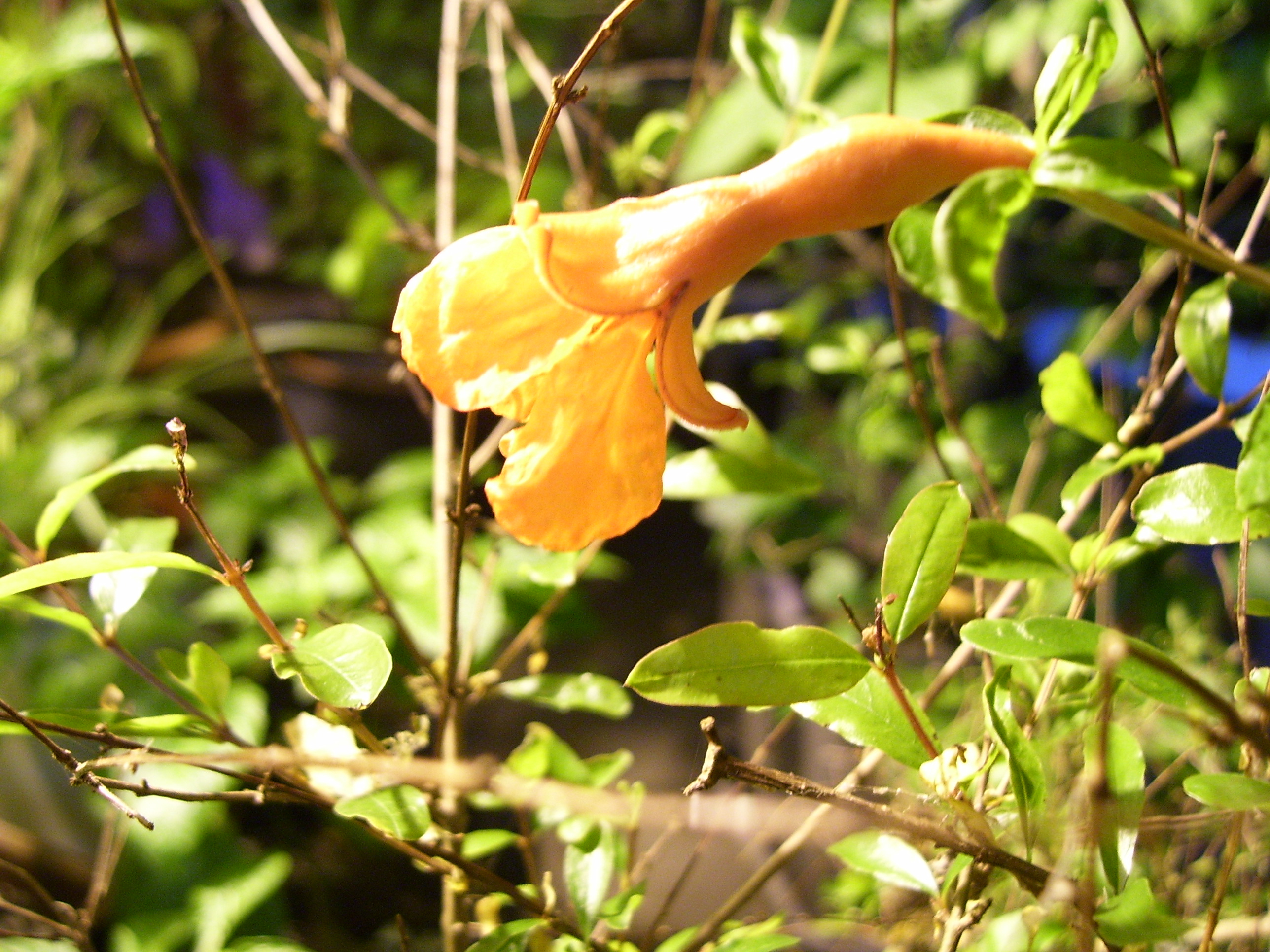 Цветущий гранат в ноябре 