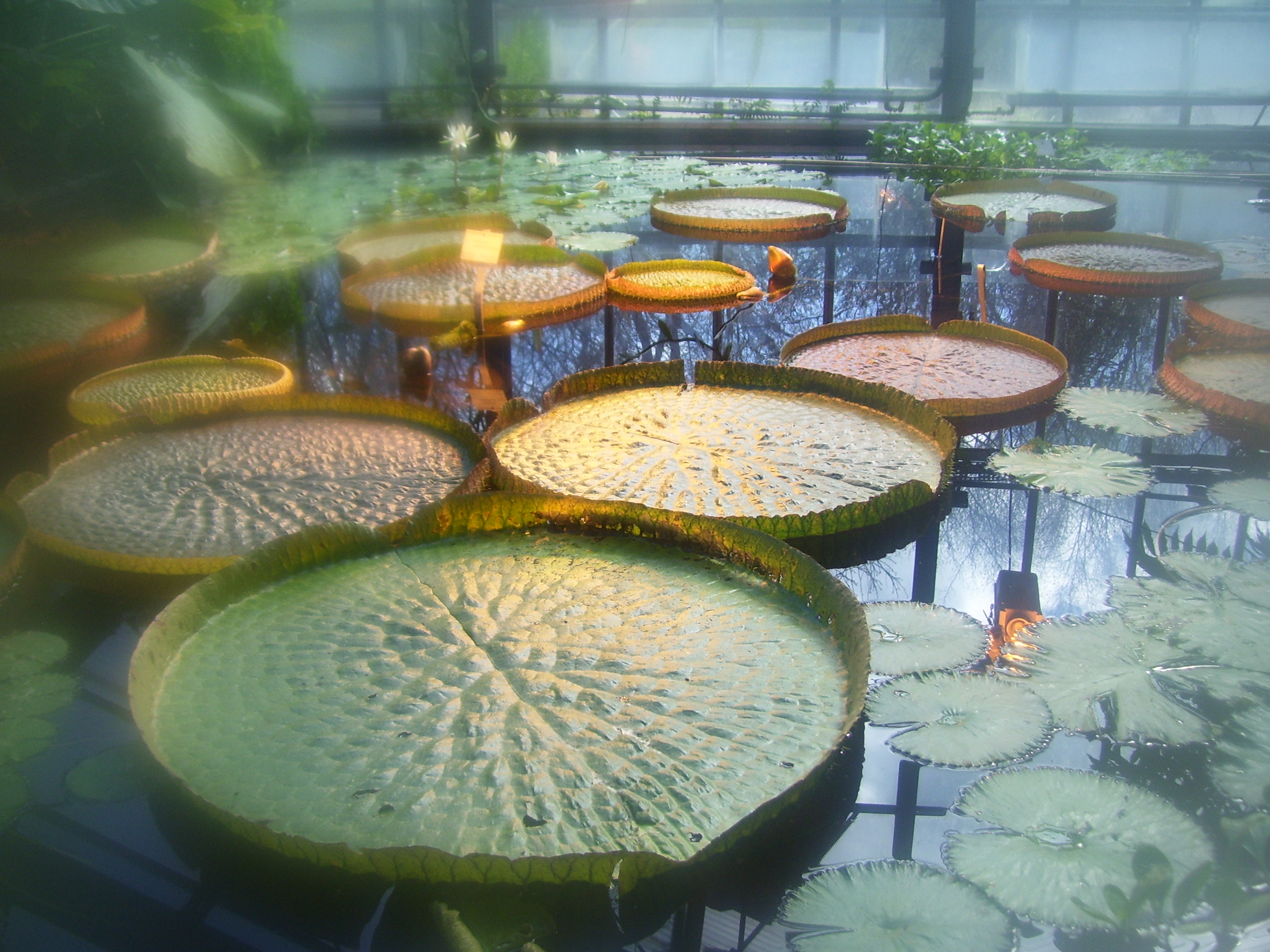 В ботаническом саду 