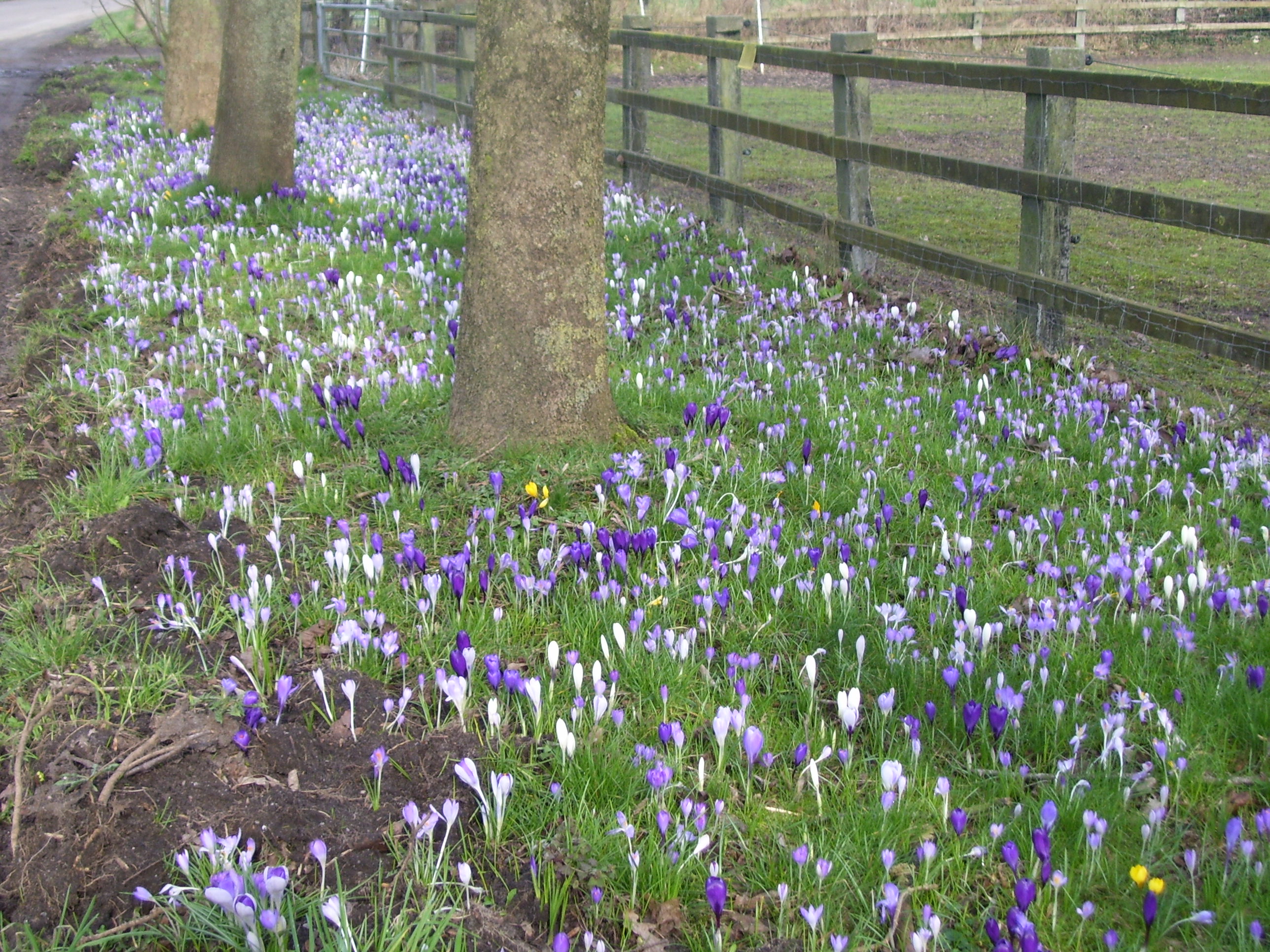 Крокусовый газончик 