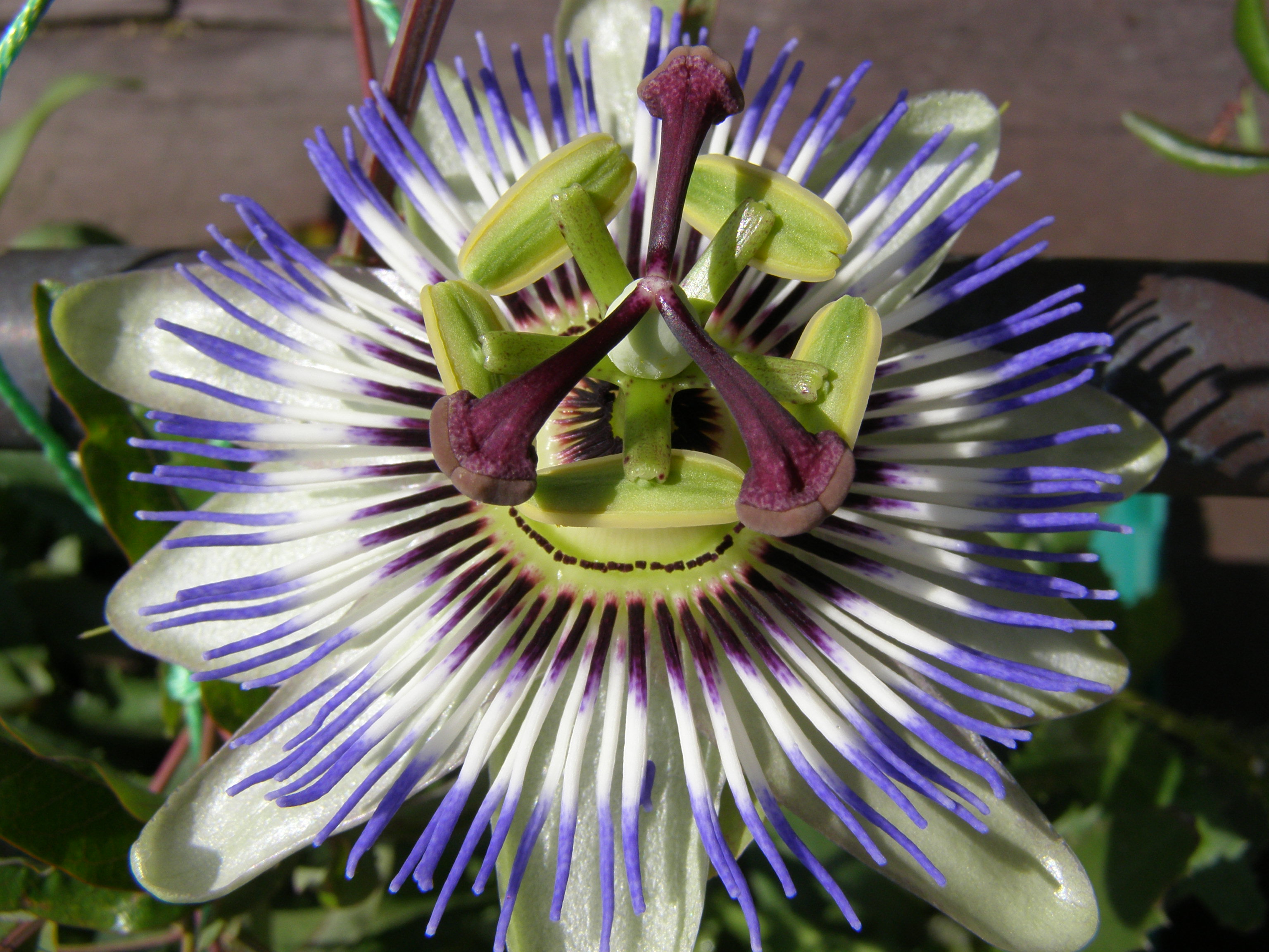 Цветок пассифлоры 