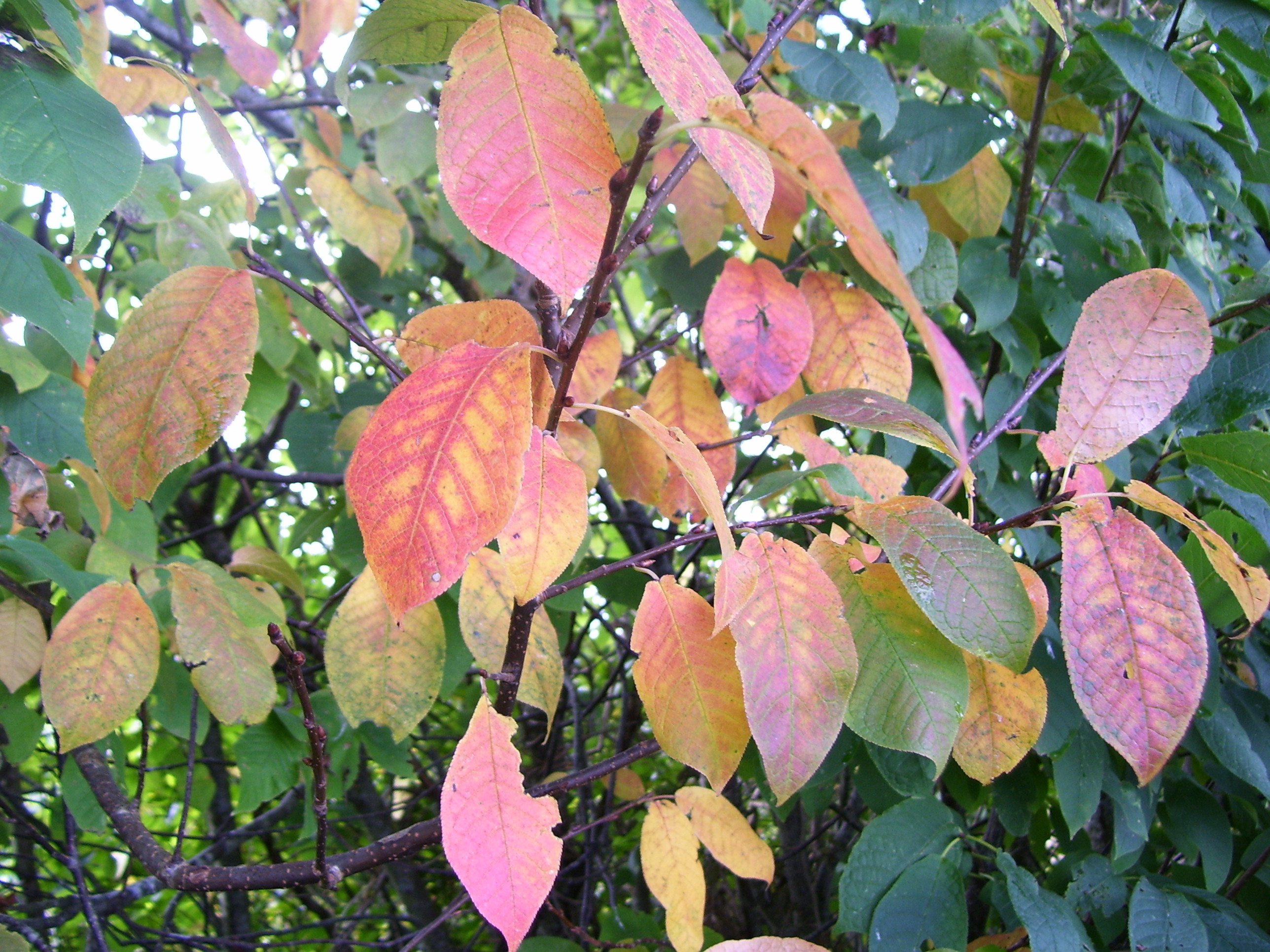В поиске золотой осени 
